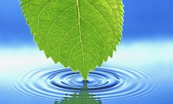 COMO PROGRAMAR EL AGUA PARA RESOLVER PROBLEMAS Hoja en el agua