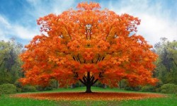 Como captar la Energía de los árboles energia arboles