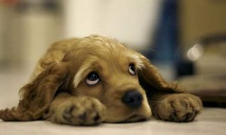 Porque amar a los animales amor animal