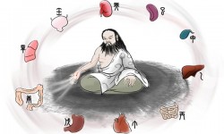 Los órganos vitales y su energía La energía de los órganos del cuerpo