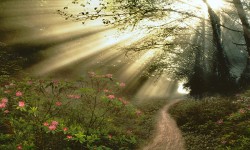 Haz lo que tengas que hacer Rayos de luz