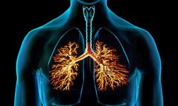 Causas emocionales de los Bronquios Causas emocionales de los bronquios