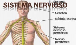 Causas emocionales de los Nervios Causas emocionales de los nervios