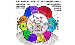Medicina Tradicional China: Horarios donde los órganos limpian y descansan Medicina Tradicional China: Horarios donde los órganos limpian y descansan