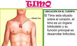 Causas Emocionales de la Glándula del Timo Causas emocionales de la Glándula Timo