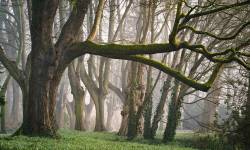 El Baño en el Bosque, los Árboles pueden curarnos