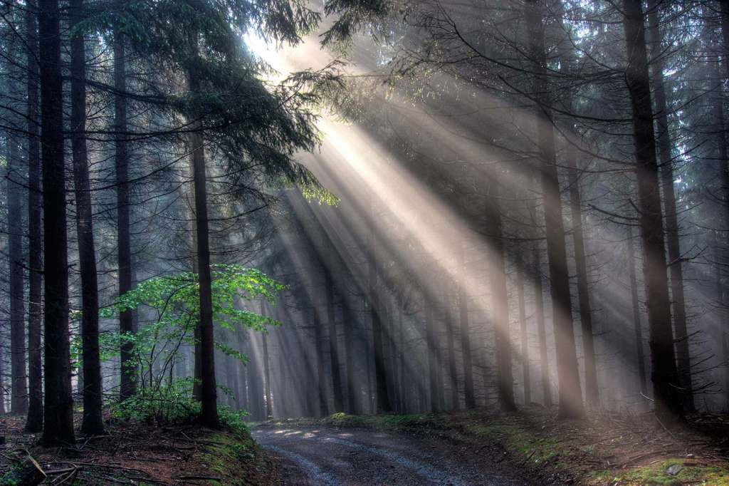 Luz entrando por las hojas de un bosque