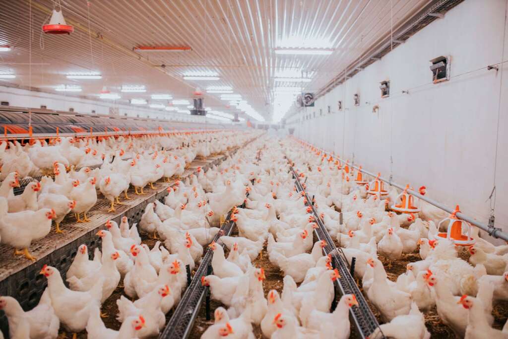 Una granja de pollos para el consumo